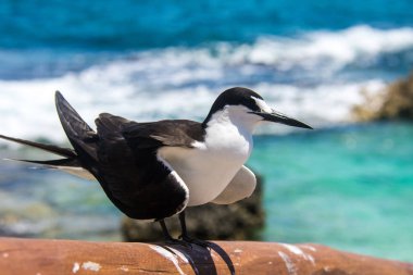 Isla Mujeres de bridled sumru
