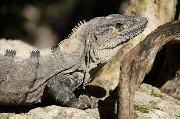 Mexican Caribbean adlı iguana