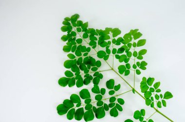 Moringa dalı ve beyaz arka plan ile yaprakları