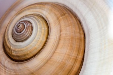 Spiral ayrıntıları içeren bir deniz kabuğu, yakın çekim