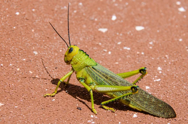 Groene Locust met felle kleuren op de grond — Stockfoto