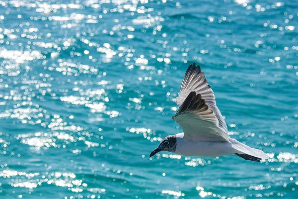 海鸥飞越加勒比海波浪 — 图库照片