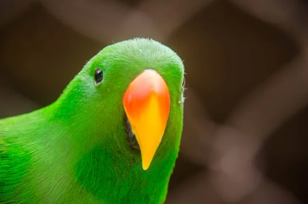 Green tropical parrot in cage — Stock Photo, Image