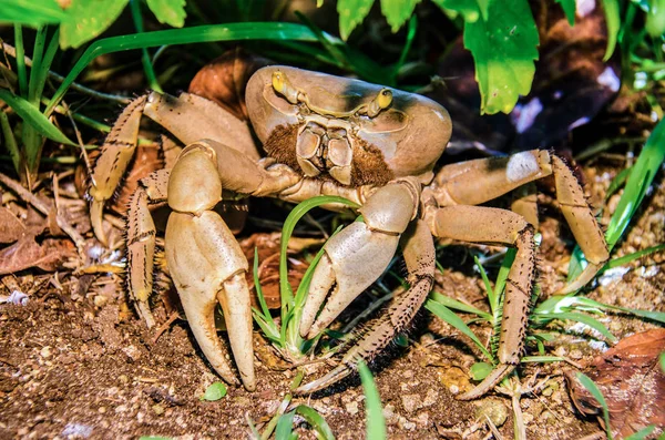 Close up of a Crab walking on the asphalt — Stock Photo, Image