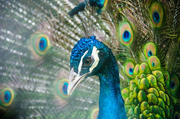 Cabeça de pavão com penas coloridas expandidas — Fotografia de Stock
