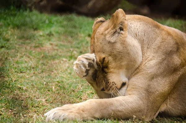 Dişi aslan kapatın başını tırmalamak — Stok fotoğraf