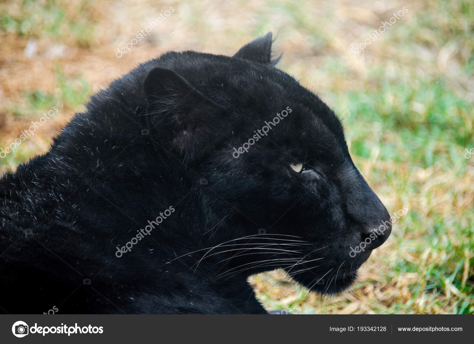 scarica immagini di pantera nera da