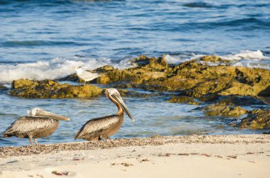 Meksikalı bir plaj boyunca yürüyüş Pelikan