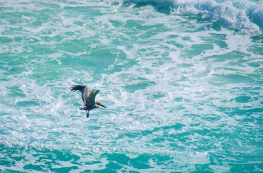 Cariibean deniz Meksiko üzerinde uçan Pelikan