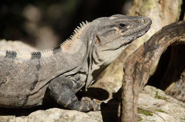 Meksika'nın tropik yağmur ormanı, Iguana