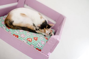 Şirin tembel kedi dinlenme