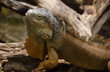 Meksika'nın tropik yağmur ormanı, Iguana