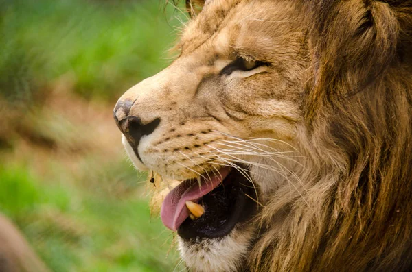 Lion king face close up looking horizon — Stock Photo, Image