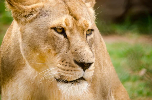 Leona de cerca con mirada intensa — Foto de Stock