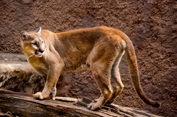 Cougar ufka bakarak bir ağaç dalı