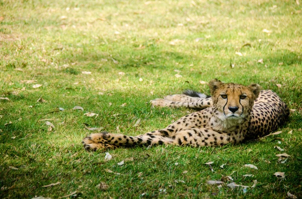 Guépard reposant sur l'herbe avec des feuilles — Photo