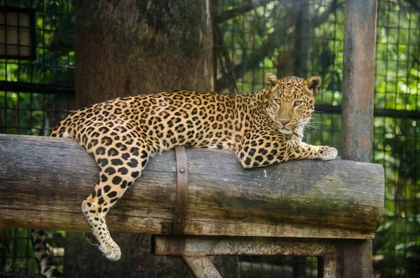 Jaguar descansando sobre la rama de un árbol — Foto de Stock
