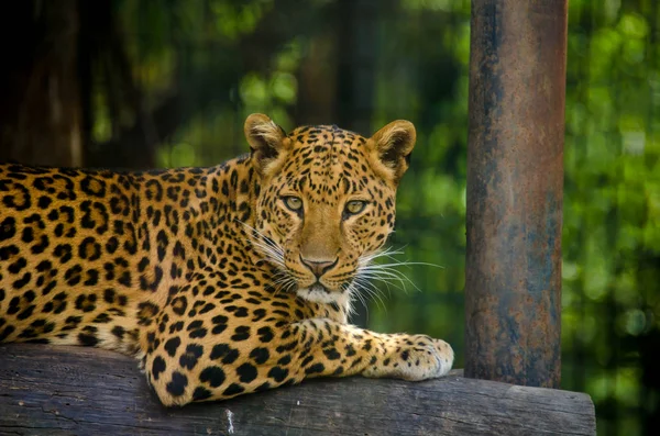 Jaguar resting over the branch of a tree — Stock Photo, Image