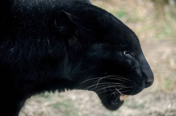 Black panther on the Morelia,Michoacan zoo