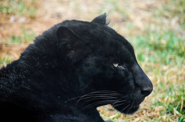 Black panther op de Morelia, Michoacan dierentuin — Stockfoto