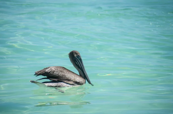 Pelican nuotare nel mare dei caraibi del Messico — Foto Stock