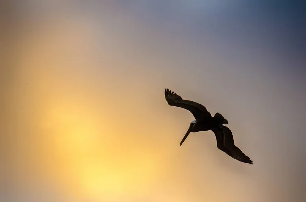 Pelican flying in the golden sky of Cancun, Mexico — Stock Photo, Image