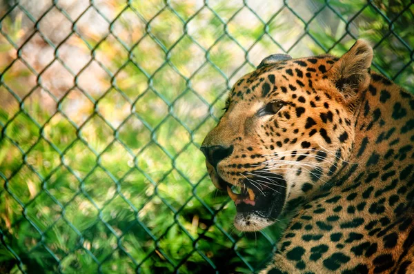 Jaguar en jaula del Zoológico de Morelia — Foto de Stock