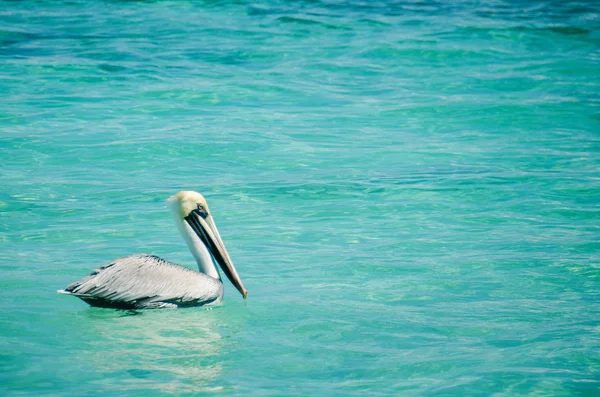 Pelicano nadando no mar caribenho do México — Fotografia de Stock