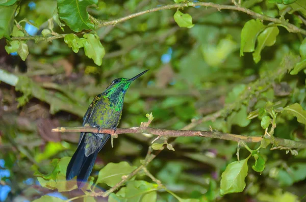 Kolibri egy ágat, egy fa, Costa Rica — Stock Fotó