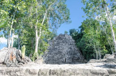 Antik kalıntılar ve ağaçlar Coba arkeolojik sitesi