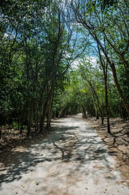 Meksika eski Mayalar tarafından yapılan yollar