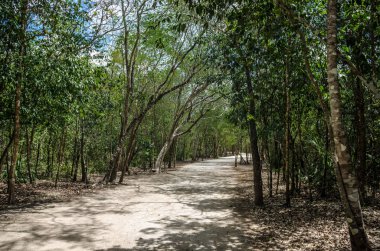 Meksika eski Mayalar tarafından yapılan yollar