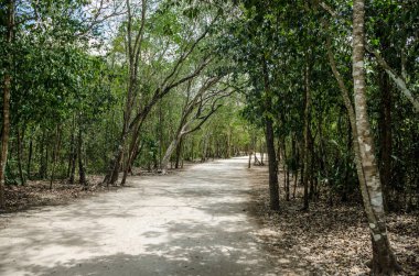 Meksika eski Mayalar tarafından yapılan yollar