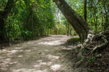Coba orman, Meksika eski Mayalar tarafından oluşturulan yol