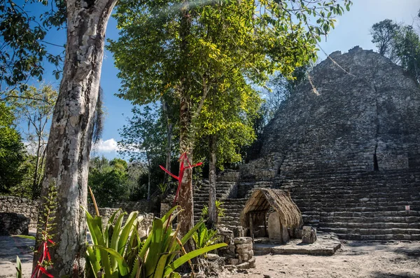 Starożytne Ruiny Drzew Archeologiczne Coba — Zdjęcie stockowe