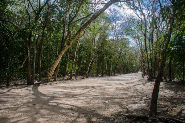 Strada Creata Dagli Antichi Maya Nella Giungla Coba Messico — Foto Stock