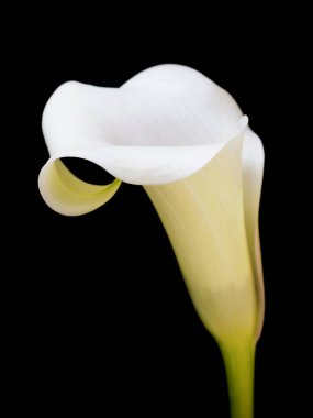 Sarı calla lily