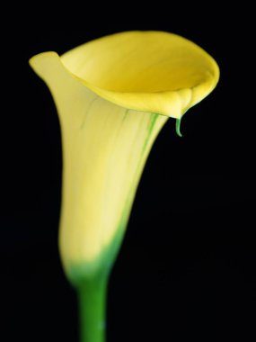 Sarı calla lily