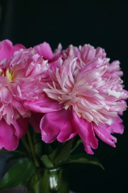 Cam vazo içinde pembe peonies
