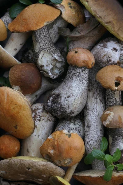 Mix van bos paddestoelen — Stockfoto