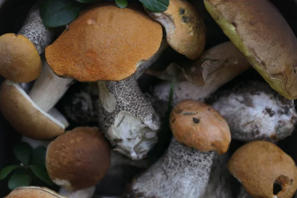 Mix van bos paddestoelen — Stockfoto