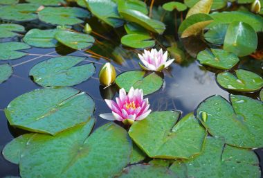 Güneşli bir günde nilüferler
