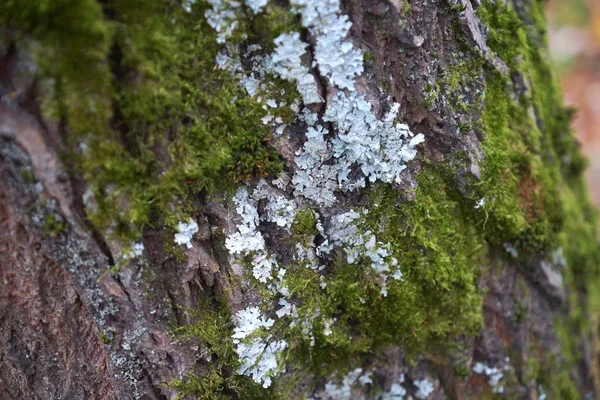 Tronco de árboles en bosque otoño — Foto de Stock