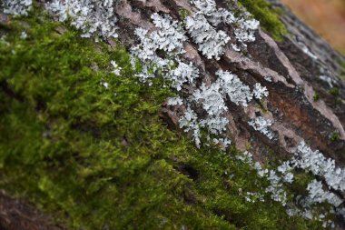 sonbahar ormandaki ağaç gövdesi