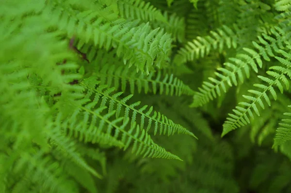 Hojas de helecho, Primer plano, Fondo forestal — Foto de Stock