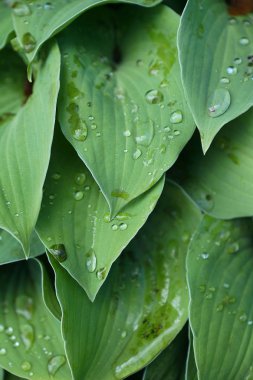 Büyük orman ile yağmur damlaları yakın çekim yaprak