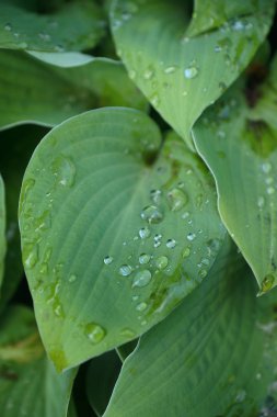 Büyük orman ile yağmur damlaları yakın çekim yaprak