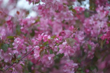 Sacura, Bahçe çiçek açan arka plan, pembe elma ağacı, seçici odak