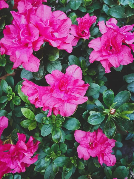 Fiori rosa in serra, sfondo primo piano — Foto Stock