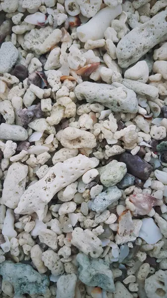 Muscheln Und Korallen Nahaufnahme Meereshintergrund — Stockfoto